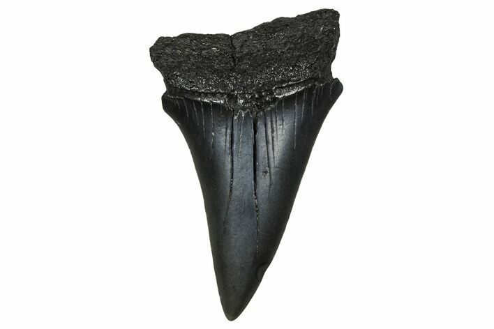 Fossil Broad-Toothed Mako Tooth - South Carolina #374782